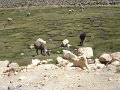 Passo Patapampa Mirador